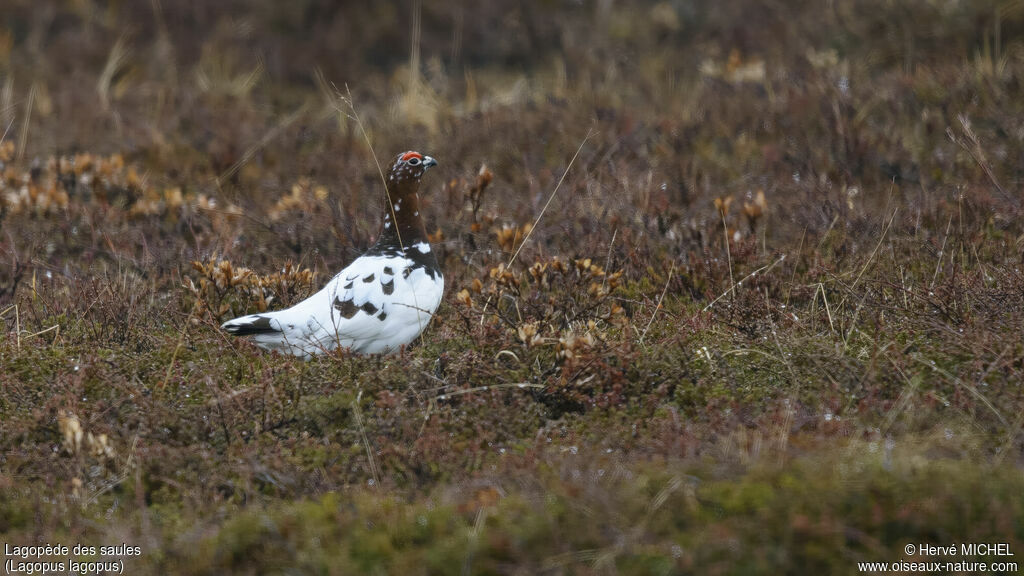 Willow Ptarmigan male adult breeding