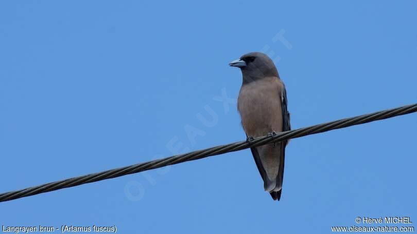 Ashy Woodswallow