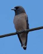 Ashy Woodswallow