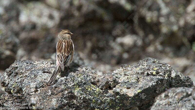 Twite male adult breeding