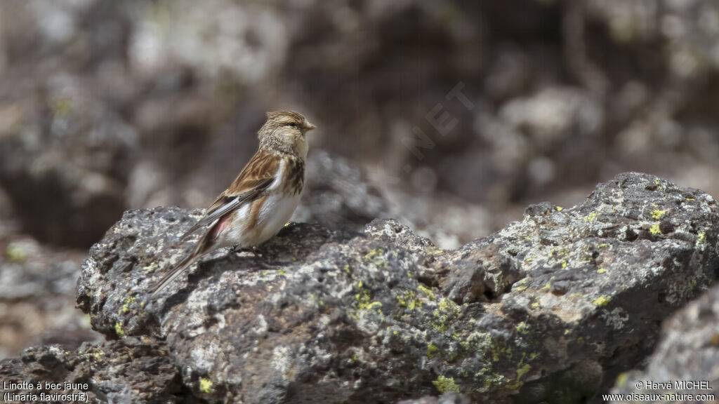 Twite