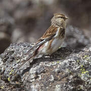 Twite