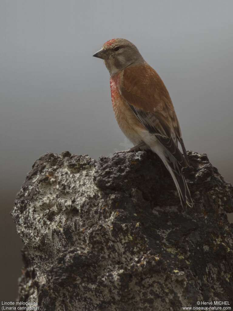 Linotte mélodieuse