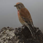 Common Linnet