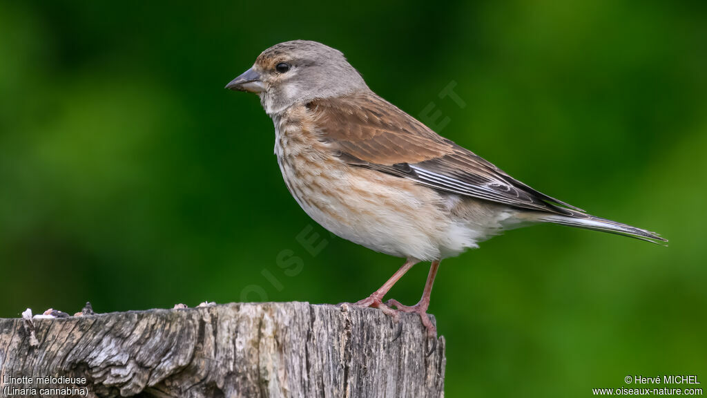 Linotte mélodieuse femelle adulte nuptial