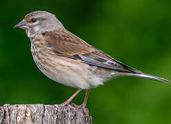 Common Linnet