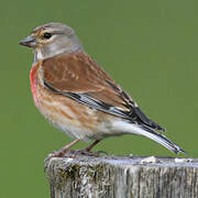 Common Linnet
