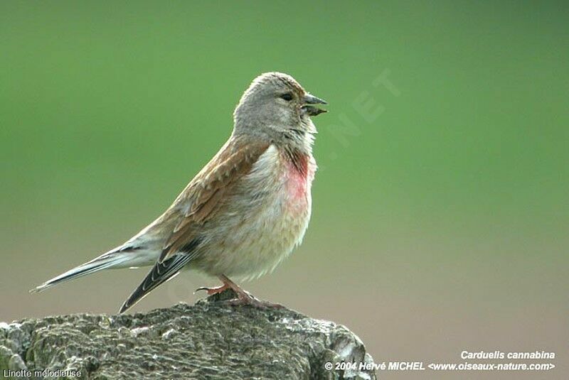 Common Linnet