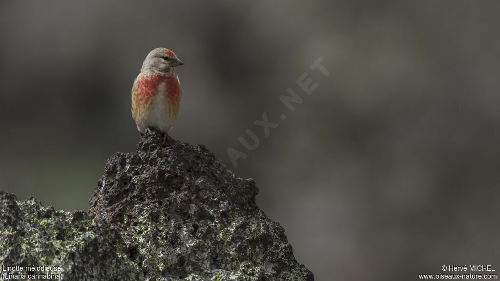 Common Linnet male adult breeding