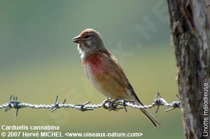 Common Linnet male adult breeding