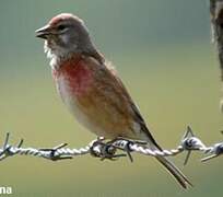 Common Linnet