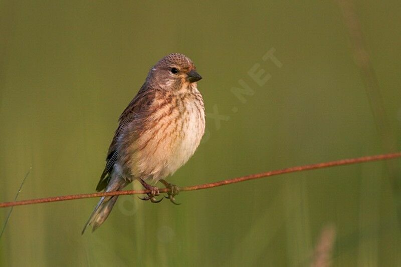 Common Linnet female adult breeding, identification