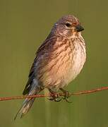 Common Linnet