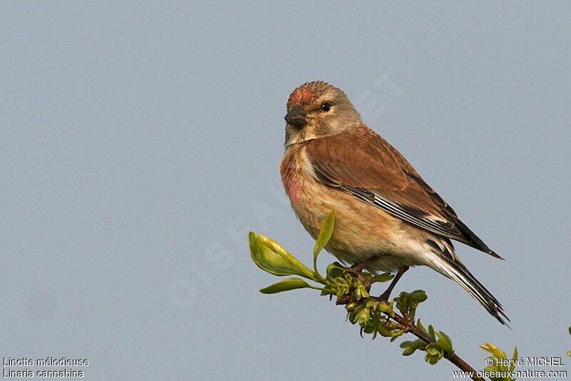 Linotte mélodieuse mâle adulte nuptial, identification