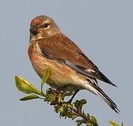 Common Linnet