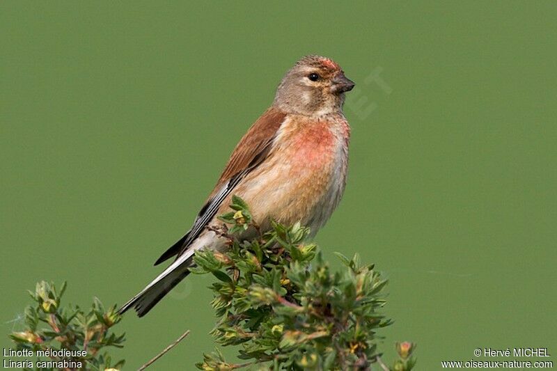 Common Linnet male adult breeding, identification