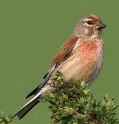 Common Linnet