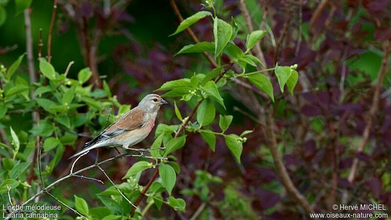 Linotte mélodieuse mâle adulte nuptial