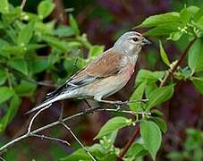 Linotte mélodieuse