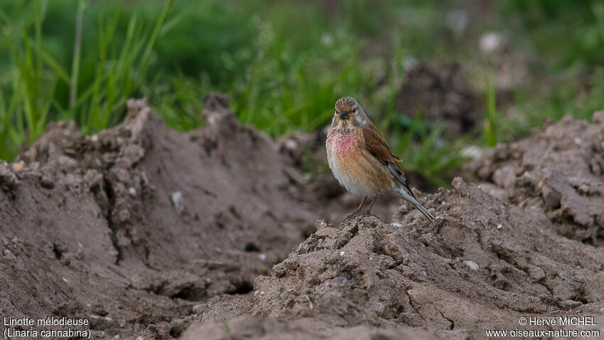 Common Linnet male adult breeding