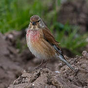 Common Linnet