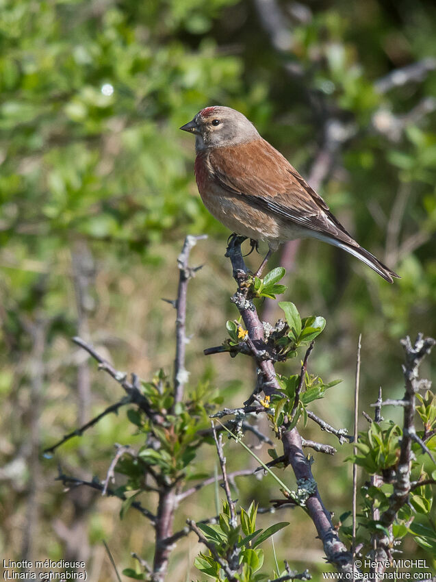 Linotte mélodieuse mâle adulte nuptial