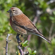 Common Linnet