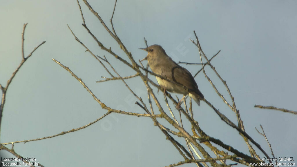 River Warbler