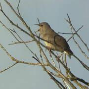 River Warbler