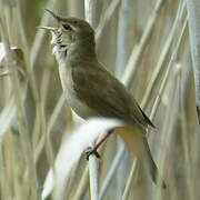 Savi's Warbler