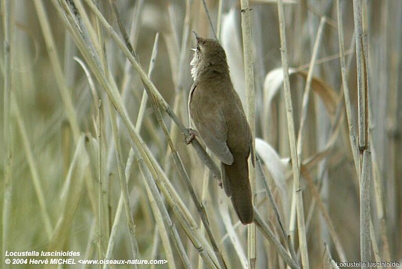 Savi's Warbler