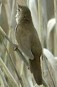 Savi's Warbler