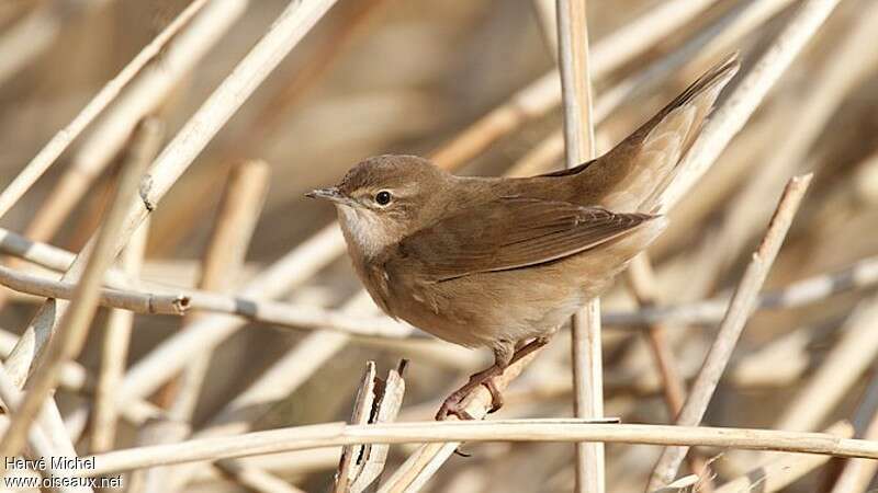 Savi's Warbler male adult breeding, identification