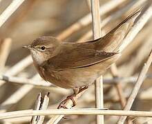 Savi's Warbler