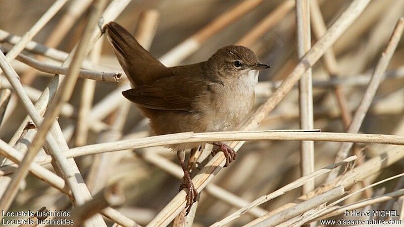 Savi's Warbler male adult breeding, identification