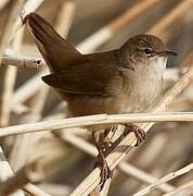 Savi's Warbler