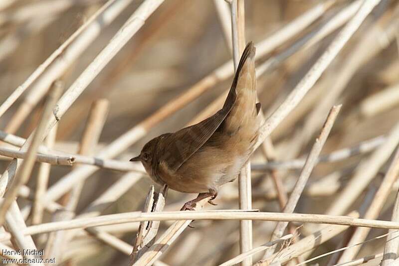 Savi's Warbler male adult breeding, Behaviour