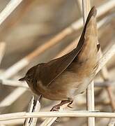 Savi's Warbler