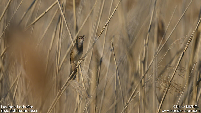 Savi's Warbler male adult