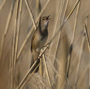 Savi's Warbler