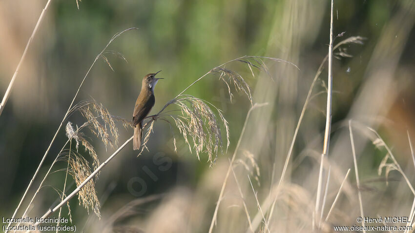 Savi's Warbler male adult