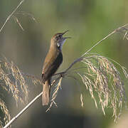 Savi's Warbler