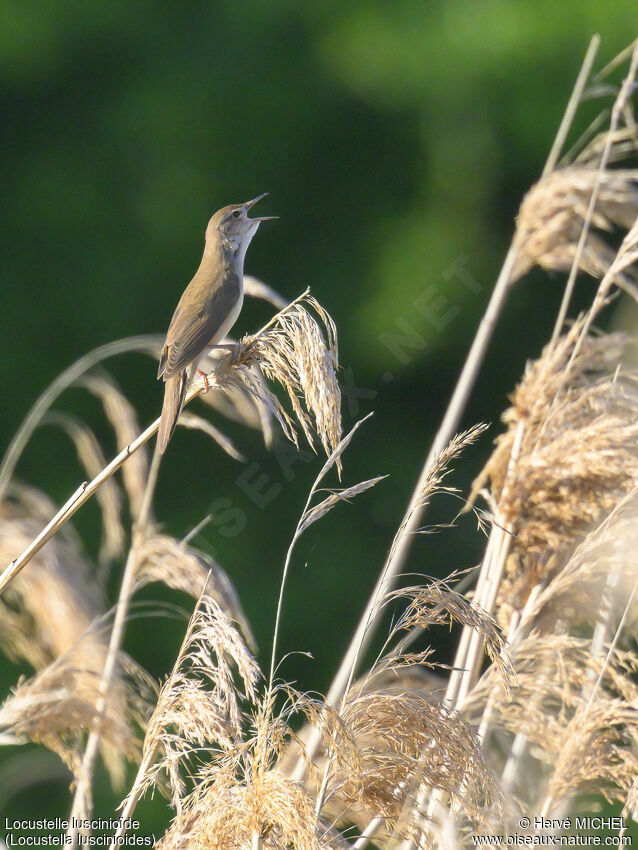 Savi's Warbler male adult