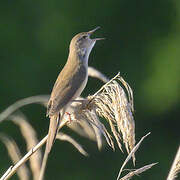 Savi's Warbler