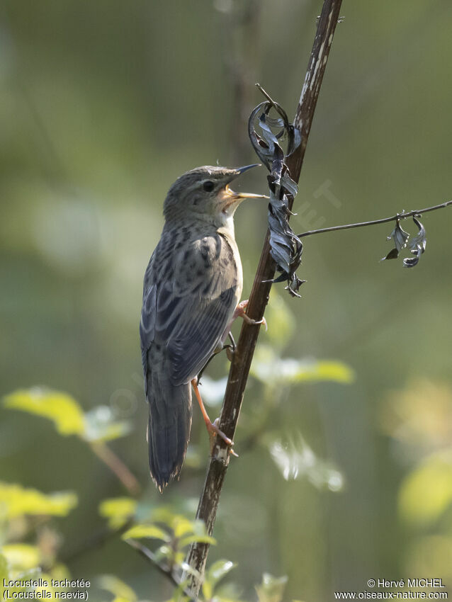 Common Grasshopper Warbler male adult