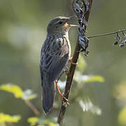 Common Grasshopper Warbler