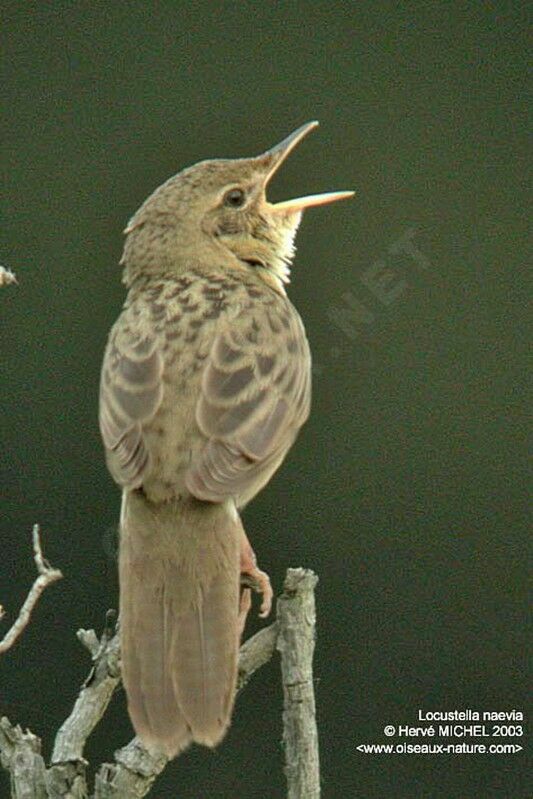 Common Grasshopper Warbler