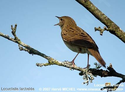 Common Grasshopper Warbler male adult breeding