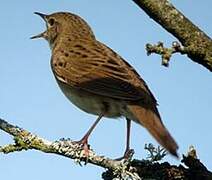 Common Grasshopper Warbler