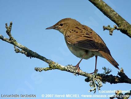 Common Grasshopper Warbler male adult breeding